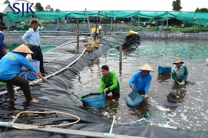 Những điều cần biết về mô hình ao tôm nổi