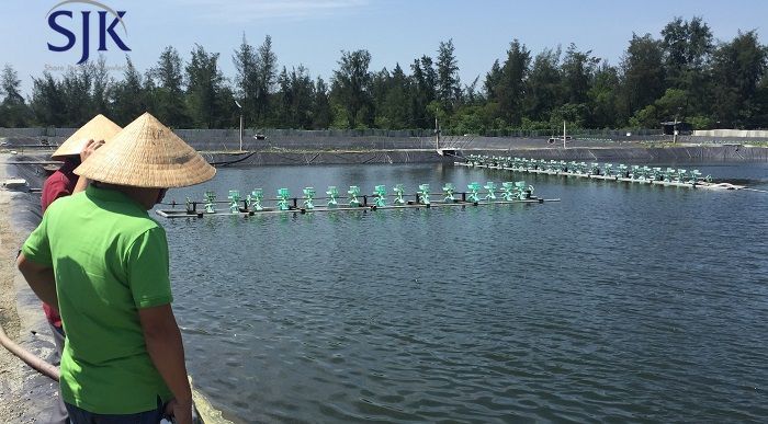 Những điều cần biết về mô hình ao tôm nổi