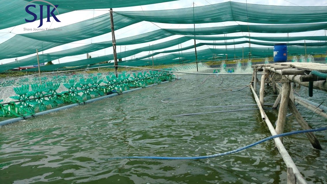 LƯỚI CHE NẮNG CHO AO TÔM NỔI – GIẢI PHÁP CHỐNG NẮNG TỐI ƯU